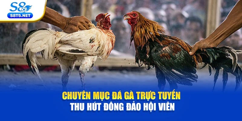 Đá Gà S8 - Theo Dõi Chọi Kê Kịch Tính Siêu Hấp Dẫn - Ki79