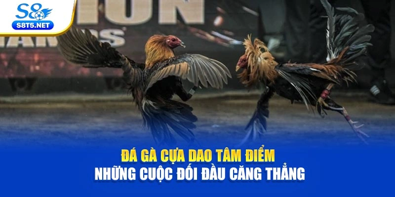Đá Gà Cựa Dao - Tâm Điểm Những Cuộc Đối Đầu Căng Thẳng - Ki79