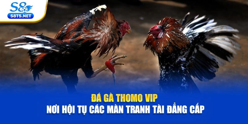 Đá Gà Thomo VIP - Nơi Hội Tụ Các Màn Tranh Tài Đẳng Cấp - Ki79