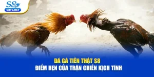 Đá Gà S8 - Theo Dõi Chọi Kê Kịch Tính Siêu Hấp Dẫn - Ki79