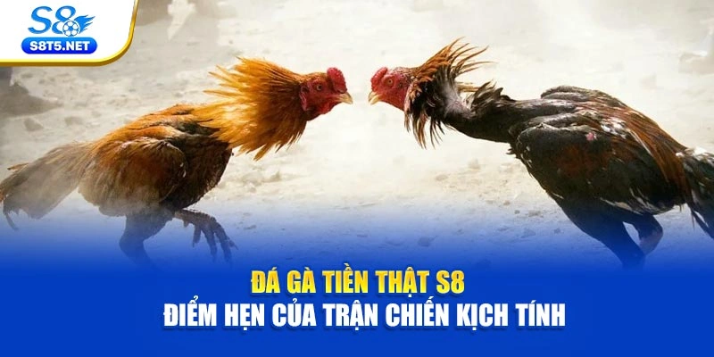 Đá Gà Tiền Thật S8 - Điểm Hẹn Của Trận Chiến Kịch Tính - Ki79