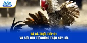 Đá Gà S8 - Theo Dõi Chọi Kê Kịch Tính Siêu Hấp Dẫn - Ki79