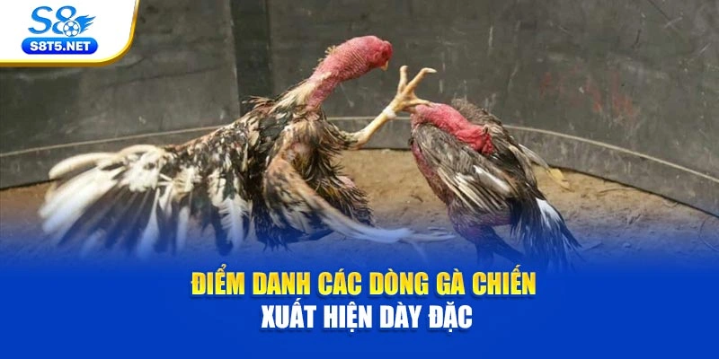 Đá Gà Trực Tiếp C1 Và Sức Hút Từ Những Trận Nảy Lửa - Ki79