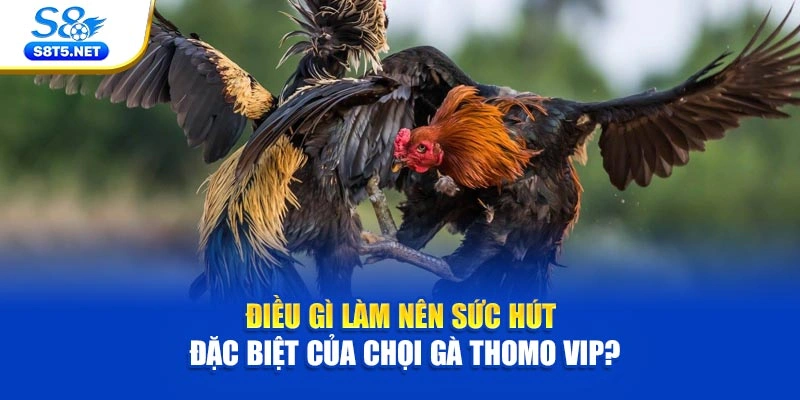 Đá Gà Thomo VIP - Nơi Hội Tụ Các Màn Tranh Tài Đẳng Cấp - Ki79