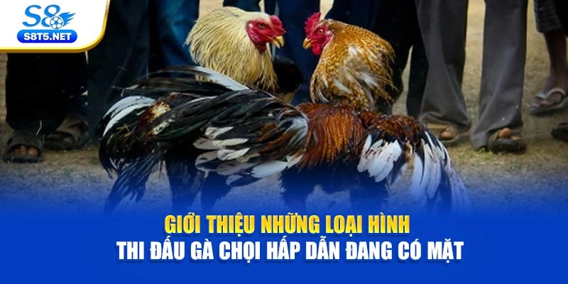 Đá Gà S8 - Theo Dõi Chọi Kê Kịch Tính Siêu Hấp Dẫn - Ki79
