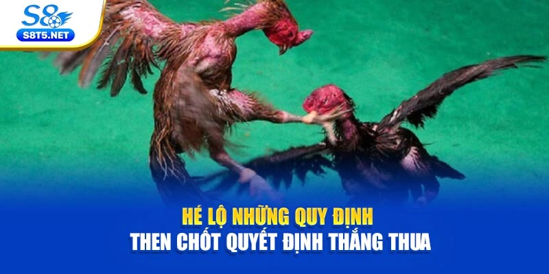 Đá Gà Thomo VIP - Nơi Hội Tụ Các Màn Tranh Tài Đẳng Cấp - Ki79