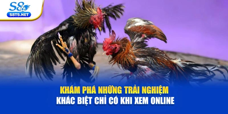 Đá Gà Cựa Dao - Tâm Điểm Những Cuộc Đối Đầu Căng Thẳng - Ki79