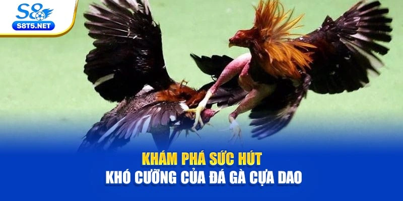 Đá Gà Cựa Dao - Tâm Điểm Những Cuộc Đối Đầu Căng Thẳng - Ki79