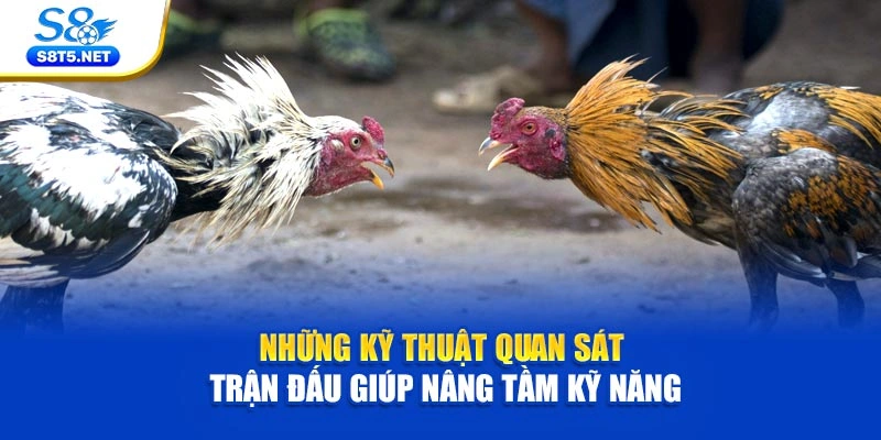 Đá Gà Tiền Thật S8 - Điểm Hẹn Của Trận Chiến Kịch Tính - Ki79