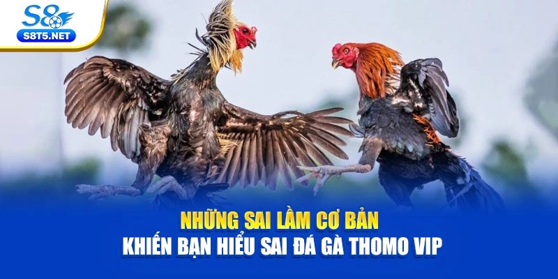 Đá Gà Thomo VIP - Nơi Hội Tụ Các Màn Tranh Tài Đẳng Cấp - Ki79