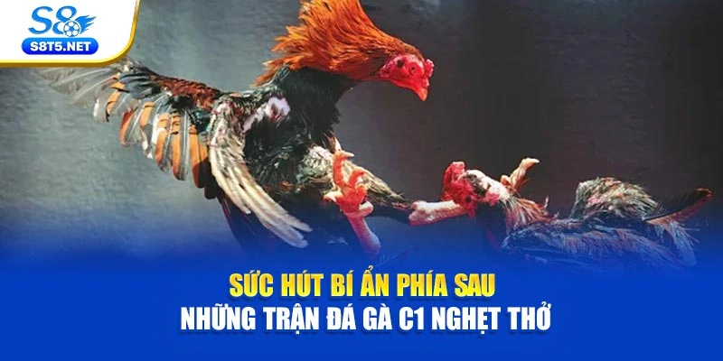 Đá Gà Trực Tiếp C1 Và Sức Hút Từ Những Trận Nảy Lửa - Ki79