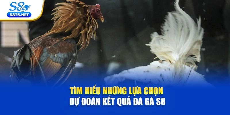 Đá Gà S8 - Theo Dõi Chọi Kê Kịch Tính Siêu Hấp Dẫn - Ki79