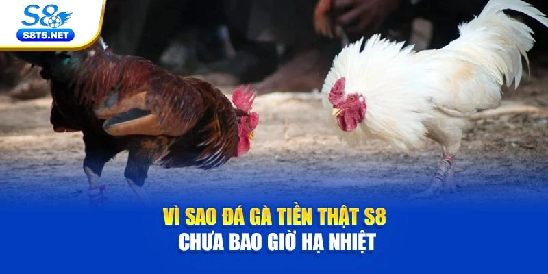 Đá Gà Tiền Thật S8 - Điểm Hẹn Của Trận Chiến Kịch Tính - Ki79