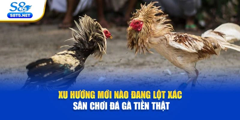 Đá Gà Tiền Thật S8 - Điểm Hẹn Của Trận Chiến Kịch Tính - Ki79